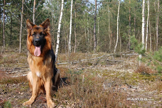 世上最漂亮的十种狗,最名贵的狗叫什么名字