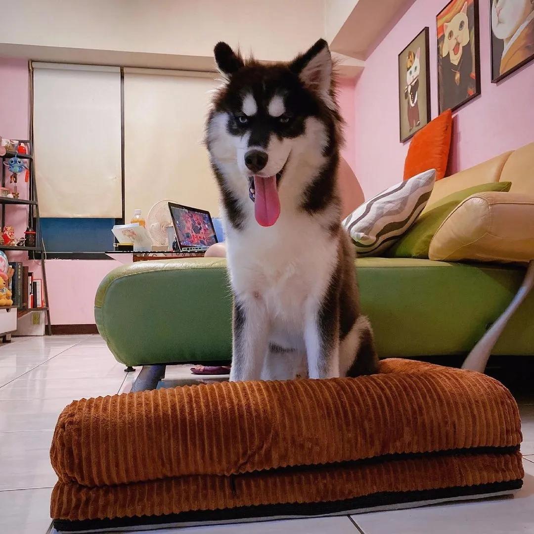 狗狗吃错药了应该给他吃什么药,不小心吃了狗的驱虫药会怎么样