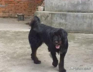 战斗力最强的土狗是什么品种,这40种土狗其实都是超酷的品种犬