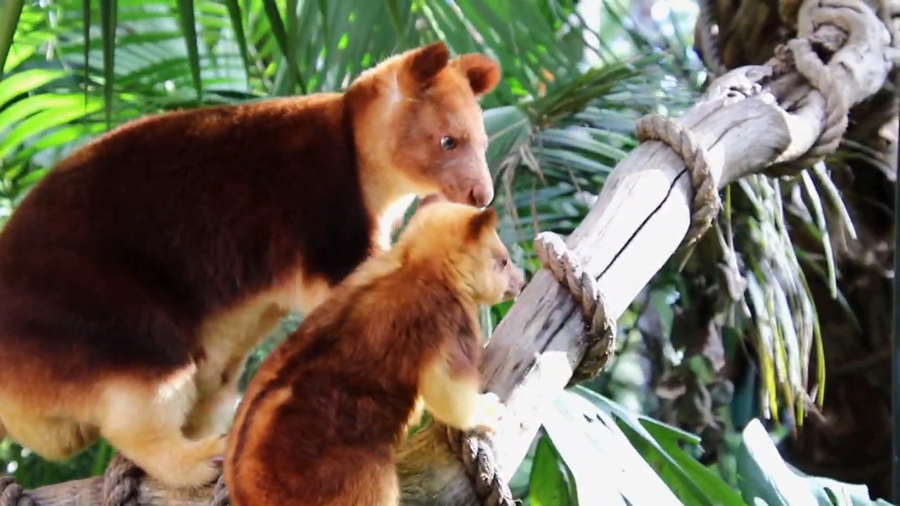你见过会上树的鸡吗,世界上最萌的袋鼠