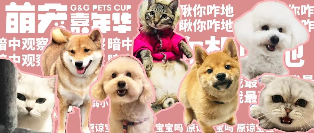 爱宠大作战纪录片,爱宠大作战一口气看完