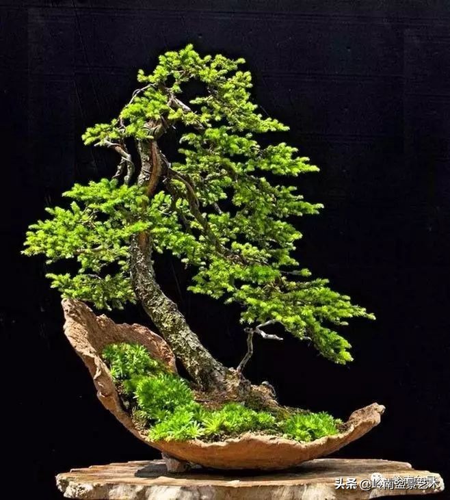 盆景结顶的形式,最好的盆景结顶方法