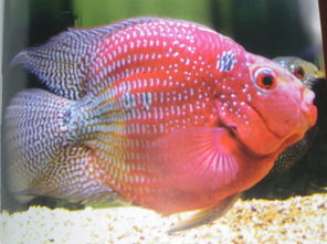 鹦鹉鱼的饲养技巧和方法图解,鹦鹉鱼的饲养技巧视频大全