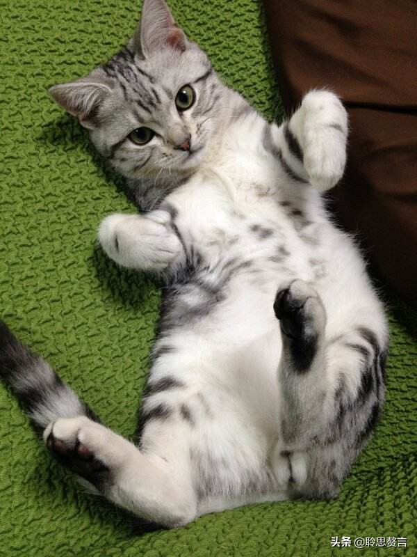 咏猫诗陆游,咏猫陆游