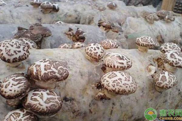 香菇多少钱一斤？行情如何？香菇产区最新收购价格行情