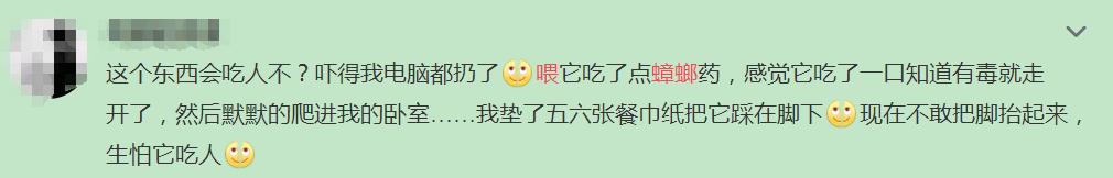 巨型蟑螂南方大蟑螂,广东巨型蟑螂和北方蟑螂对话