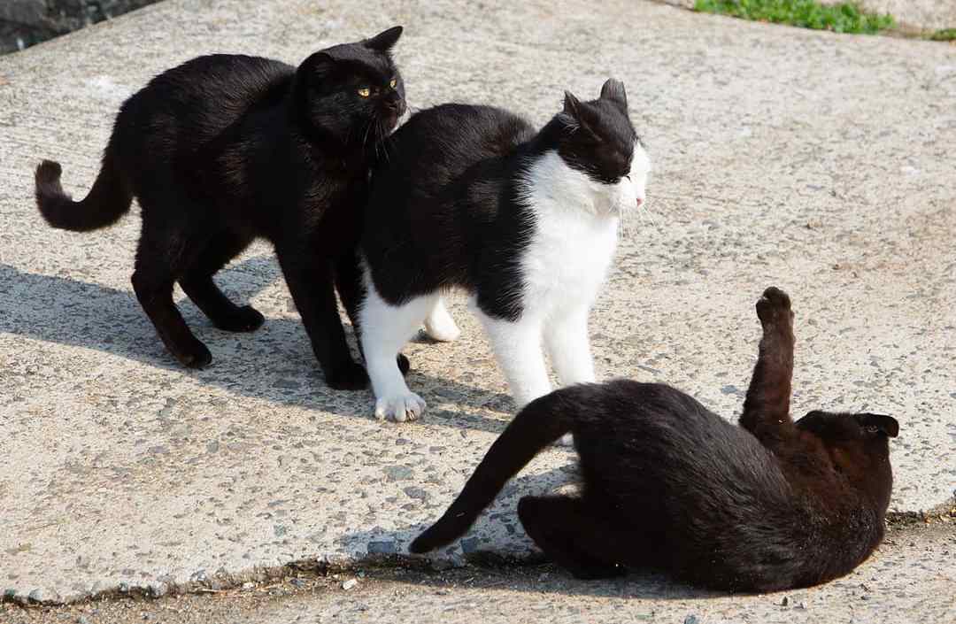 猫咪打架被咬伤了怎么办,被猫咪咬了伤口愈合了要去打针吗