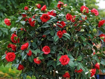 好养的盆栽花卉大全,人养花花