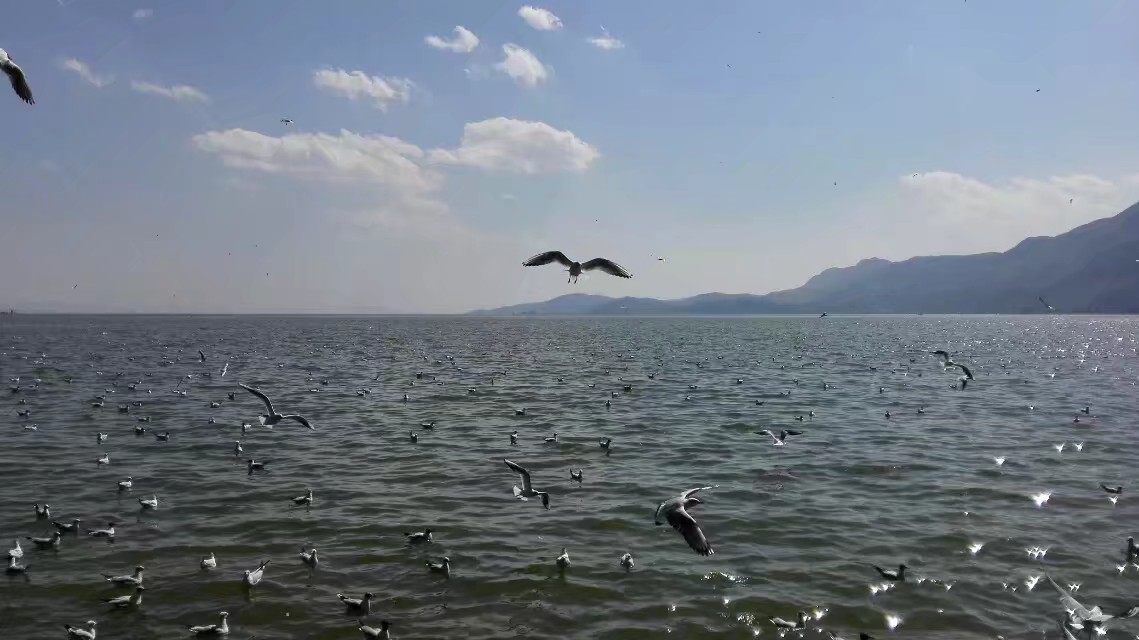 我眼中的昆明,昆明春之城