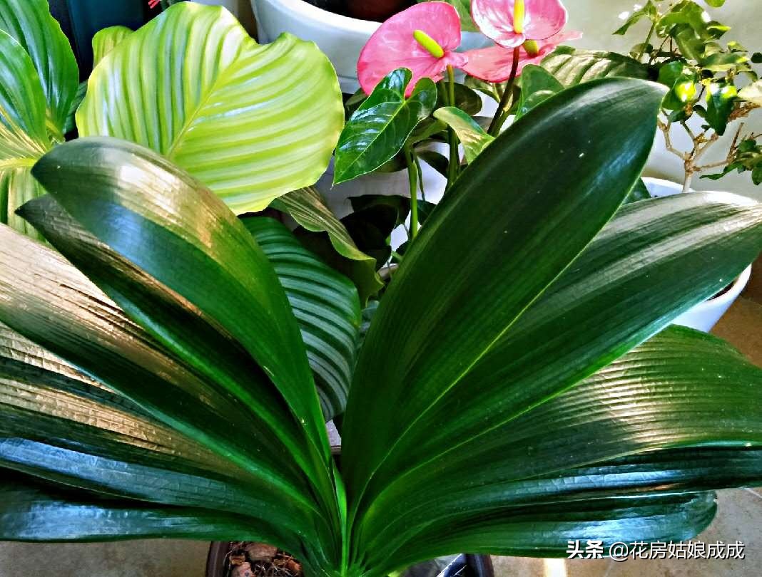 怎样才能使君子兰油光发亮,如何养君子兰叶子翠绿油光发亮