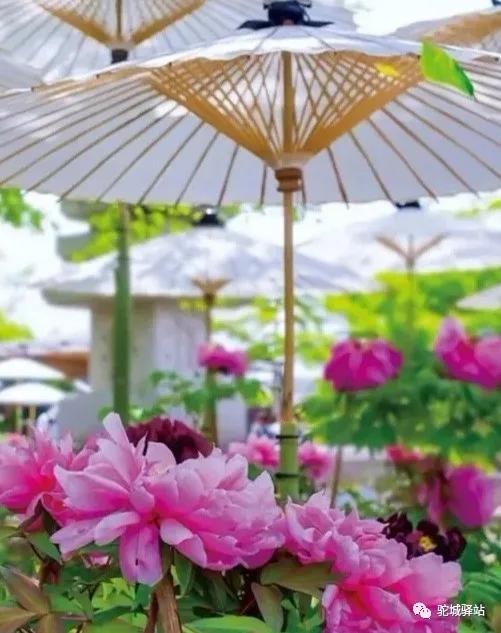 榆林牡丹园,榆林千年牡丹园