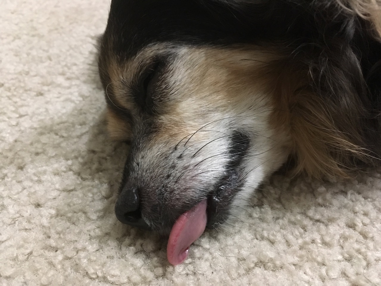 狗狗心衰呼吸特别急促还有救吗,狗狗充血性心衰