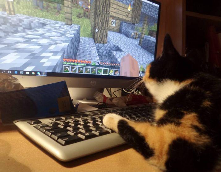 minecraft第一种鸟类,minecraft里的狗怎么才能有