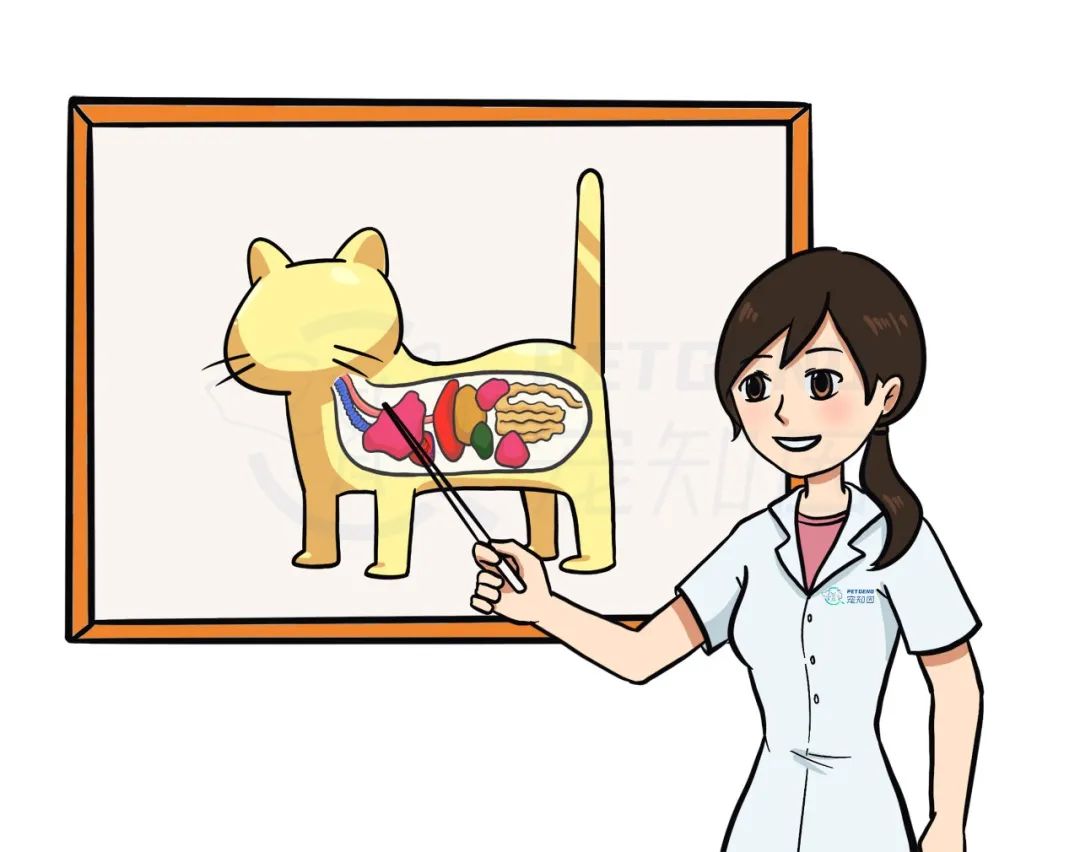 猫感染疱疹咳嗽,猫有眼屎打喷嚏怎么回事