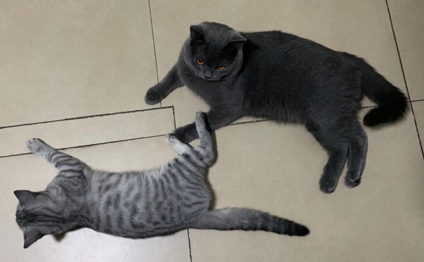 拼多多里面的冻干粉可以用吗,拼多多上怎么挑选红参