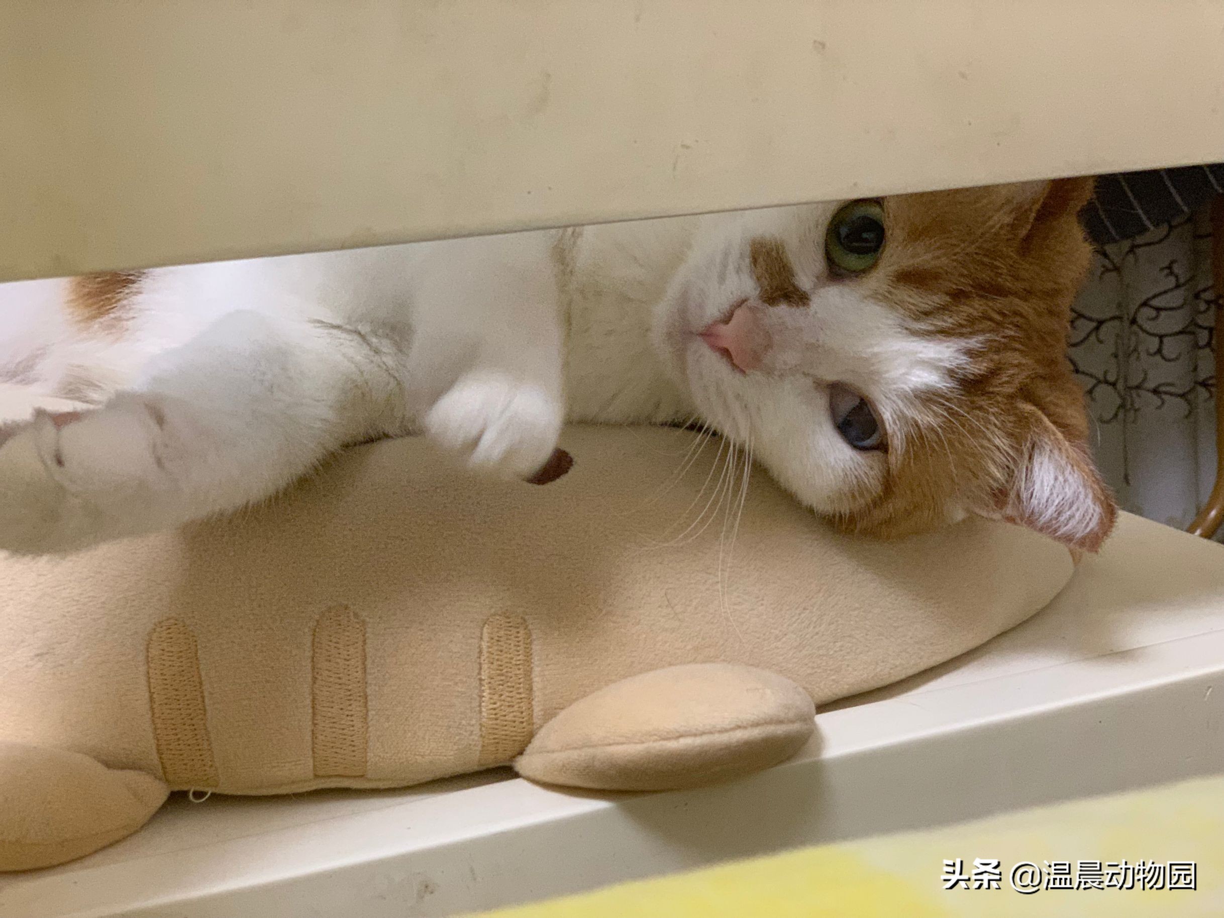 猫咪不让同类靠近,猫咪不让亲近是什么意思