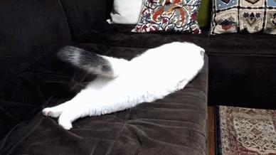 猫睡相太丑,因为猫样子丑所以被遗弃