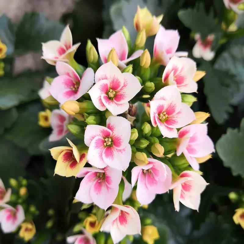 单瓣长寿花品种大全图,长寿花单瓣最好看的品种