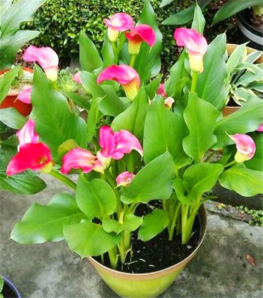 马蹄莲怎么养护什么时候开花,马蹄莲如何养护开花多