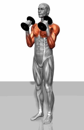 臂围练完充血多久,臂围练到40需要喝蛋白粉吗