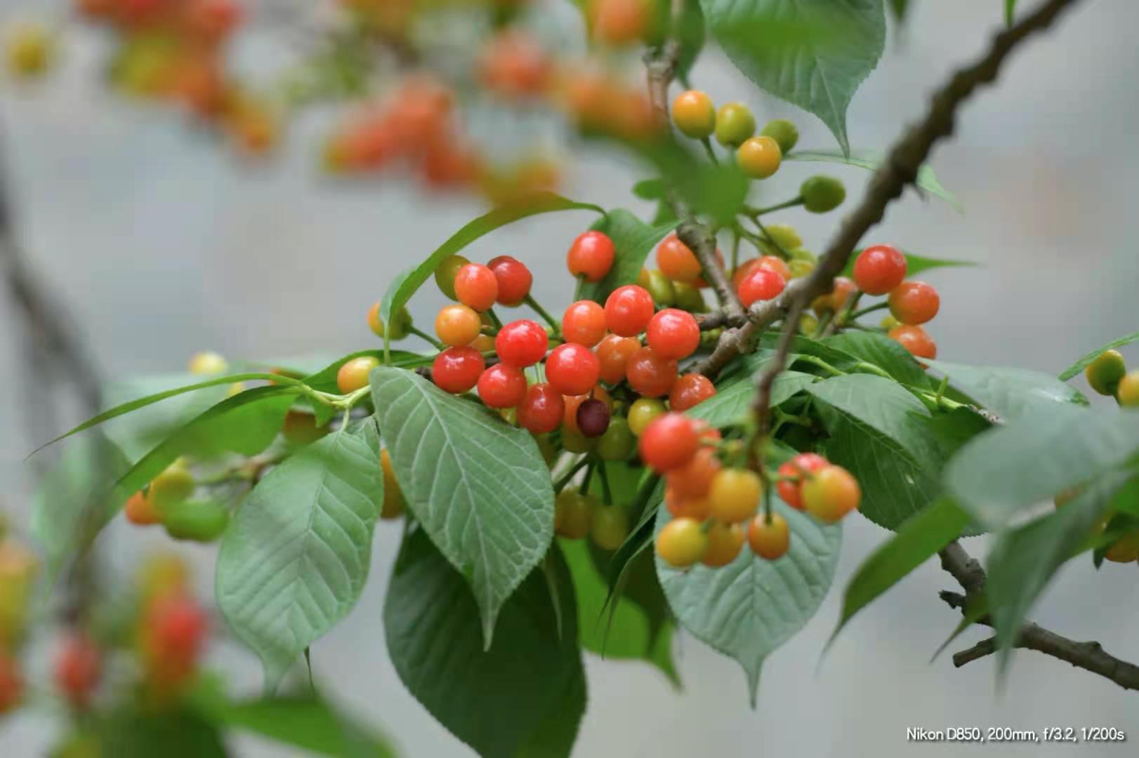 春游赏樱花,春游蒲江