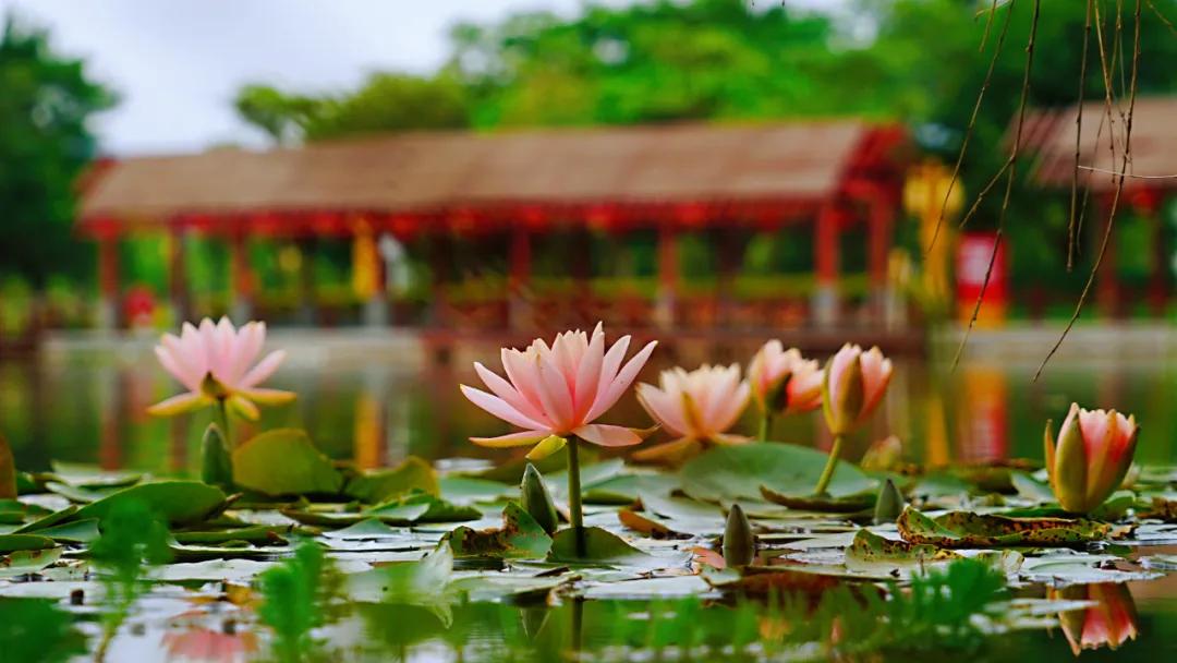睡莲清心寡欲图片,睡莲夏日清欢