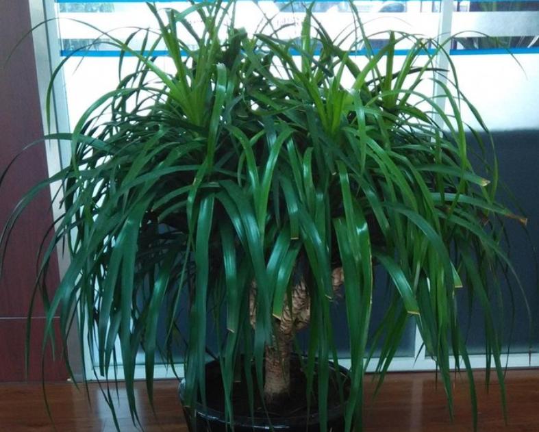 龙须树在客厅里养,室内龙须树怎么养得好