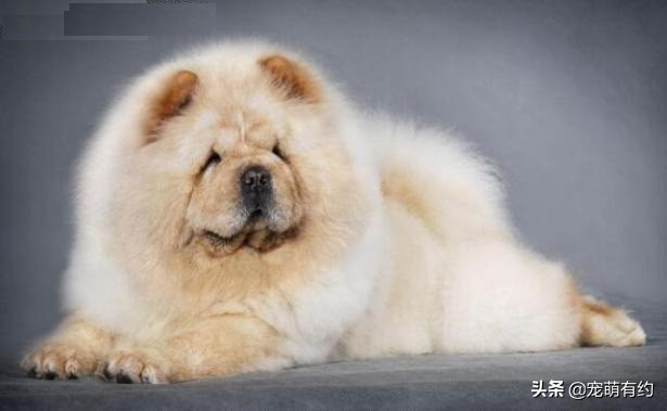 新手喂养松狮犬需要注意哪些问题,松狮犬好养吗如何饲养松狮犬