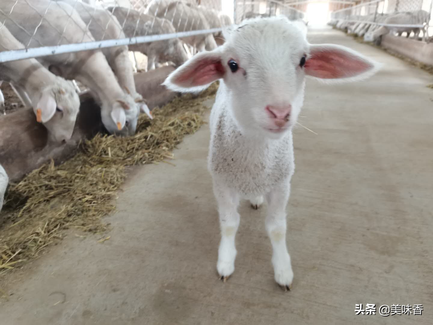 春季羔羊反复拉稀什么原因,羔羊拉稀水样是不是撑着了