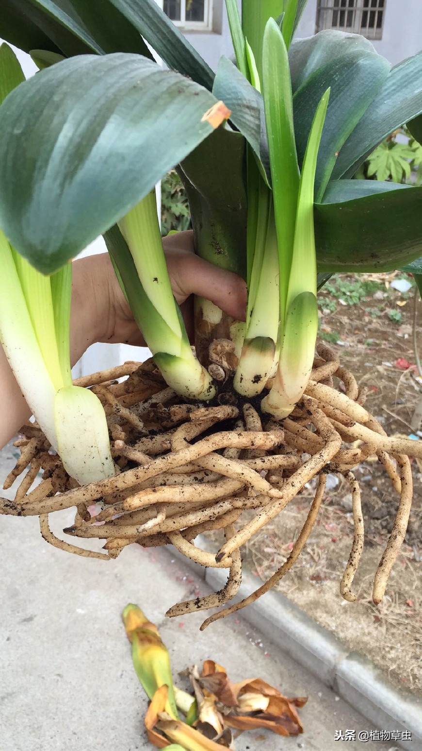 如何促进君子兰多分株,君子兰怎么分叶间苗