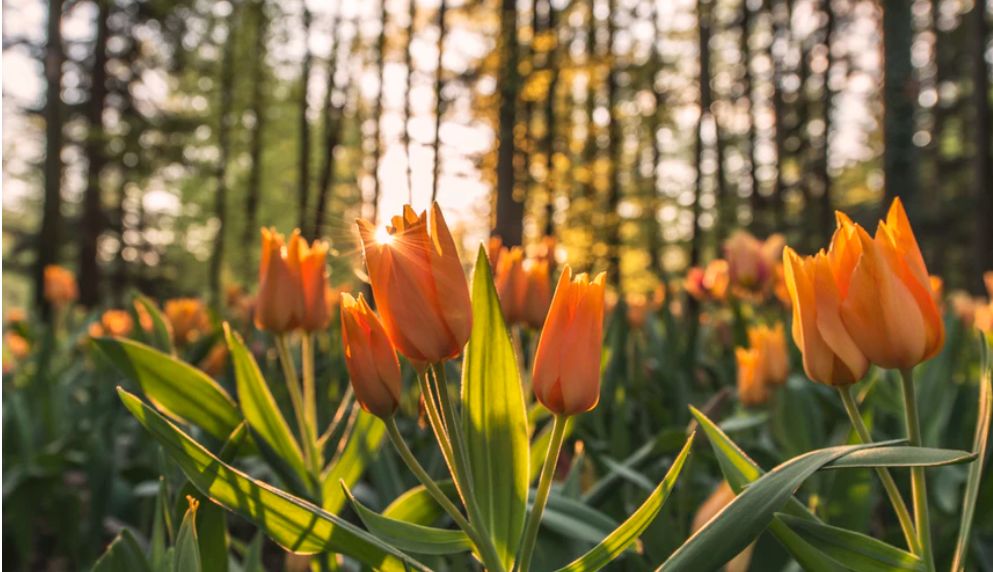 开花店的十大忠告,开花店的人现在都怎么样了