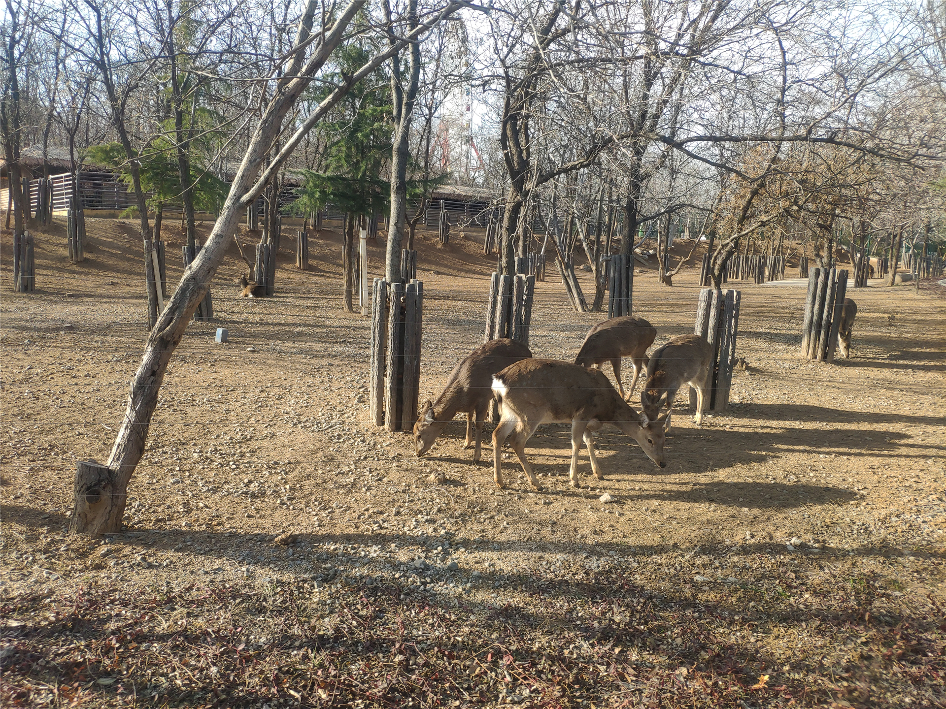 推荐一个好地方长隆野生动物世界,长隆野生动物世界全景