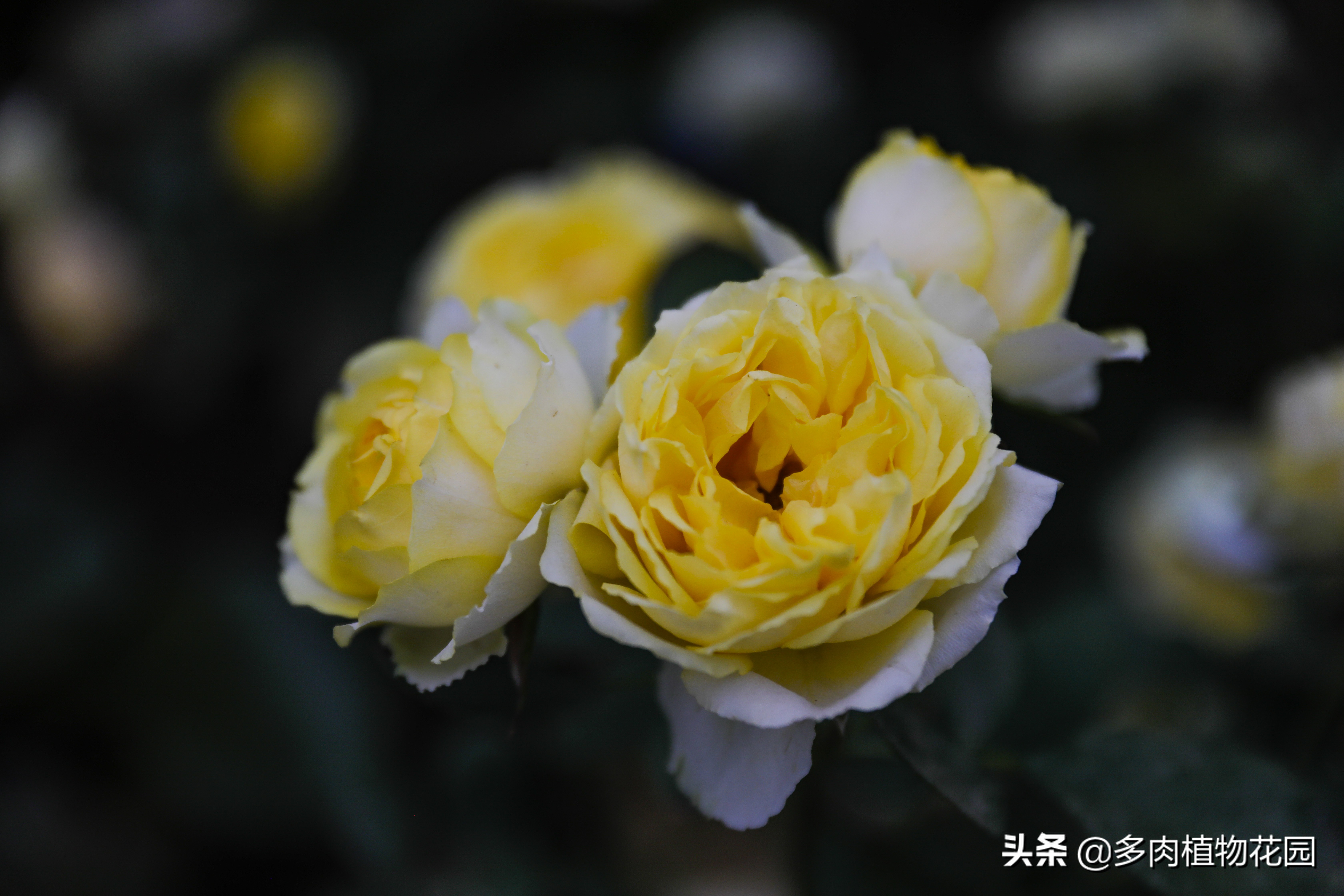 青州树型月季哪里有,青州种植月季花哪家好