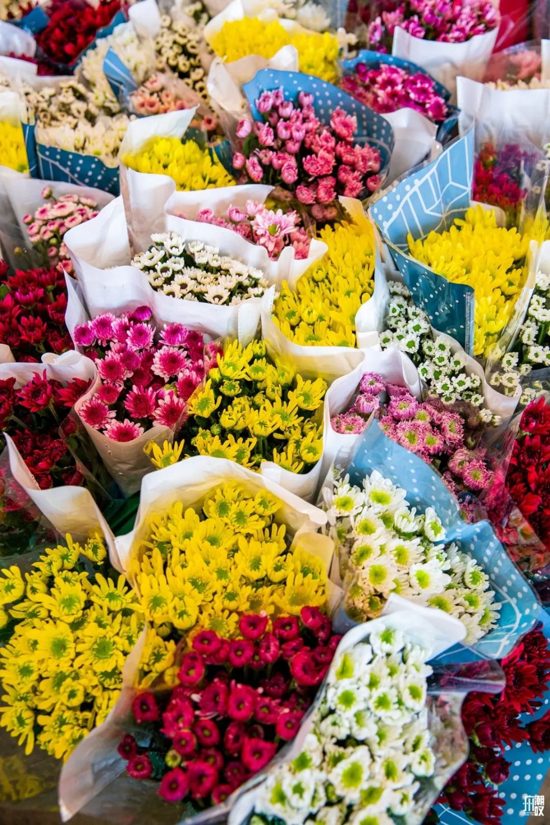 广州最便宜的花卉市场1块钱,广州岭南花卉市场买花攻略