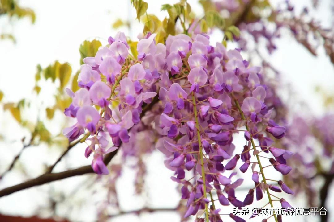 紫藤挂云木花蔓宜阳春下一句,紫藤挂云木花蔓宜阳春整首诗
