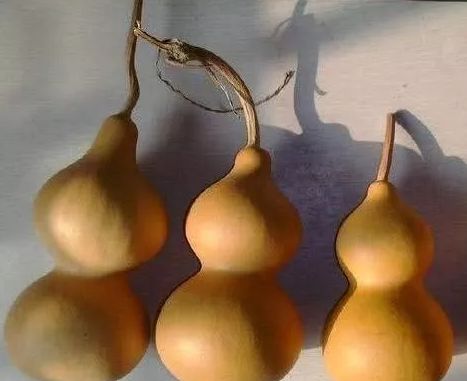 文玩葫芦有什么病害,文玩葫芦的正确玩法