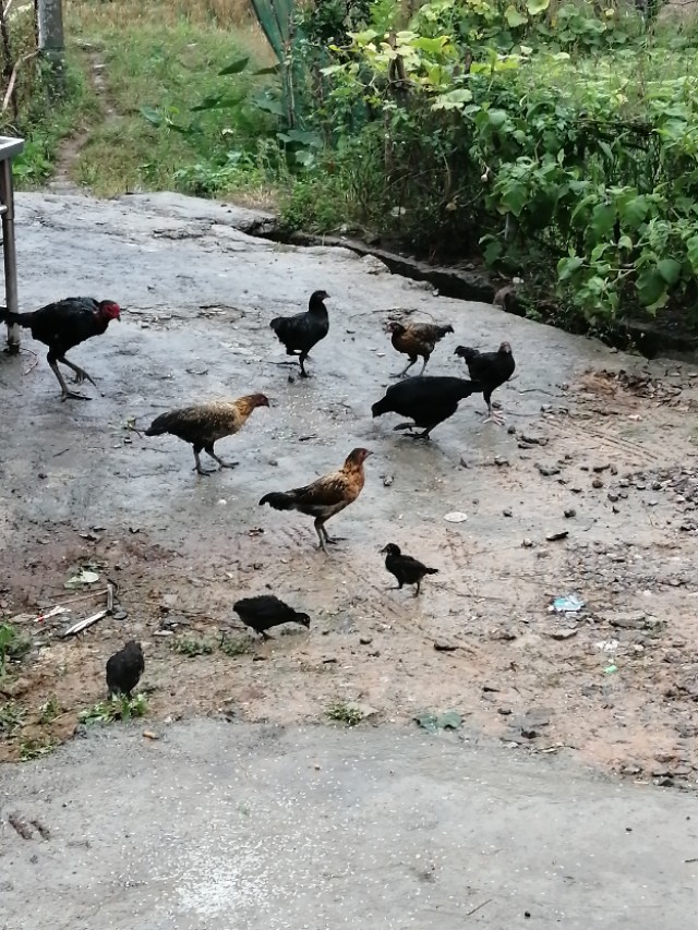 教你挑选土鸡,老鸡的办法