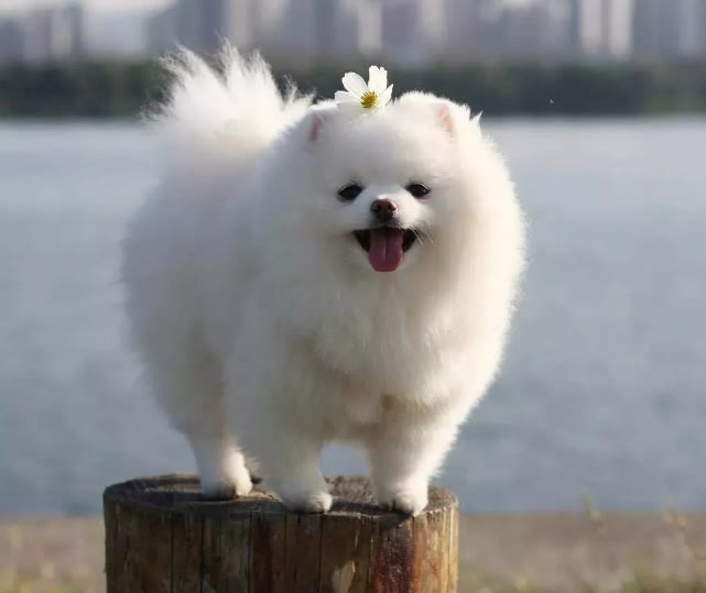 你们的博美都吃什么狗粮,不知道狗狗吃什么怎么办