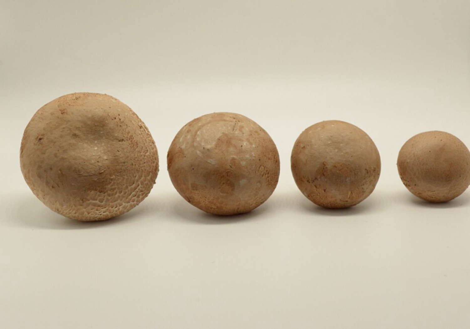 双孢菇种植技术和管理,双孢菇种植需要什么条件