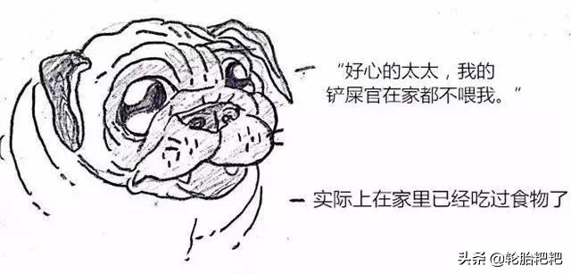 关于狗狗的几大特点你了解多少,各种狗狗的生活习性介绍