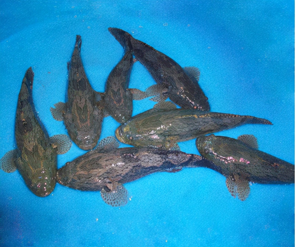 笋壳鱼为什么说是傻鱼,笋壳鱼是外来物种吗