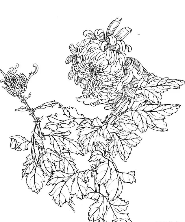 如何画菊花小写意步骤,菊花各种姿态写意画法