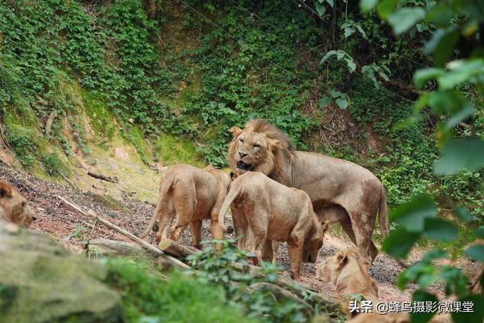 索尼sel200600g配什么相机,索尼sel200600g