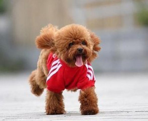 泰迪尿不湿老是漏尿怎么办,泰迪尿不湿可以拉大便吗