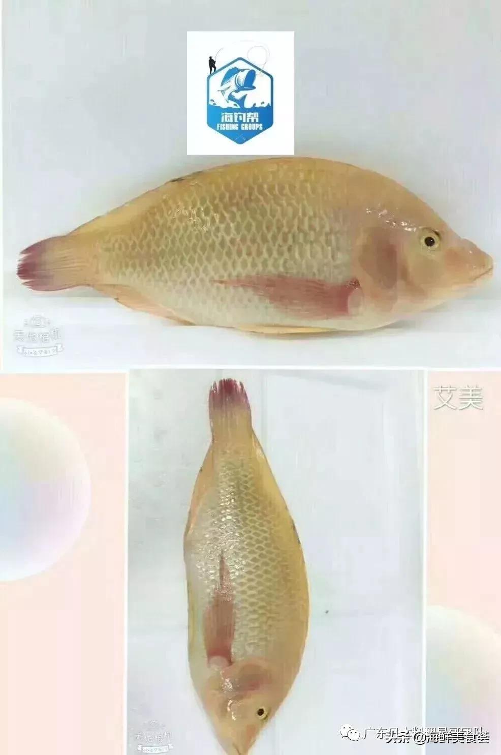 这5种淡水鱼值得多吃,中国最好吃的鱼类排行榜