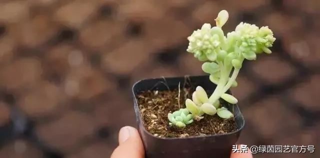 多肉开花怎么办呢,多肉开花的原因和解决方法