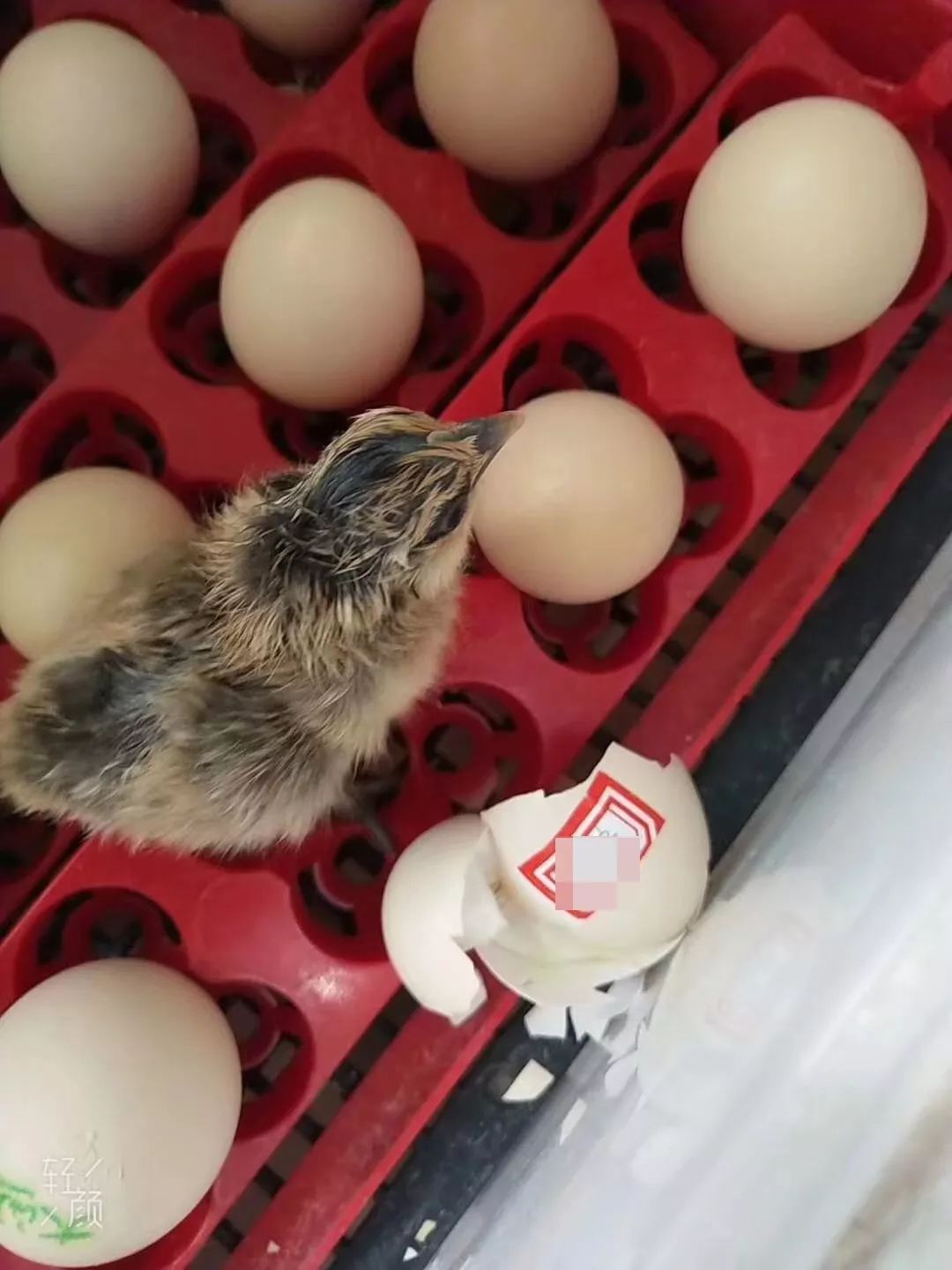 你知道吗？石家庄还藏着这样的幼儿园丨坤宁说房