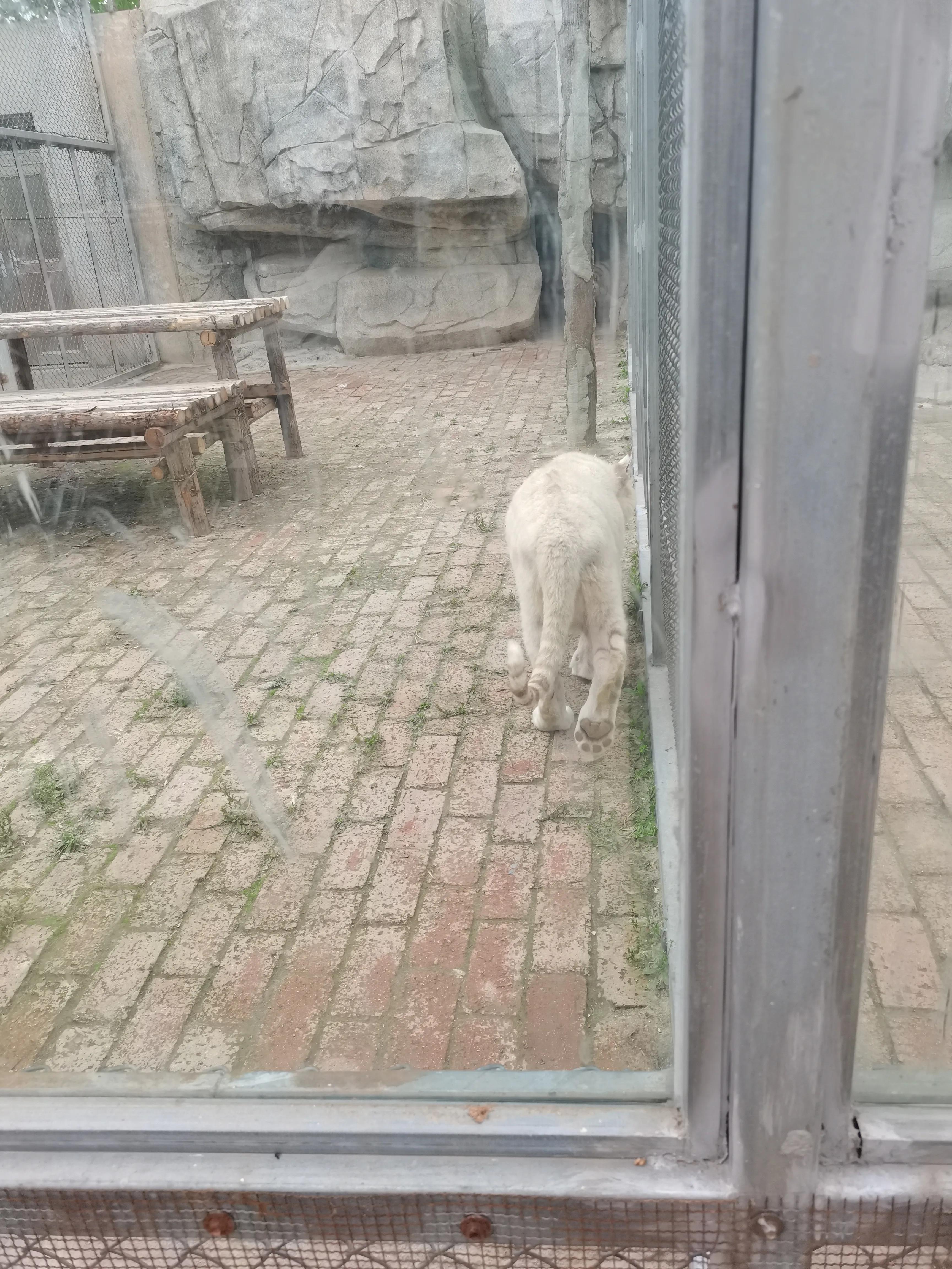 济南野生动物园和宿州野生动物园,宿州野生动物园到宿州皇藏峪