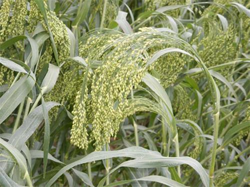 五谷杂粮汁是哪五谷,五谷杂粮指的是哪五谷读音是什么