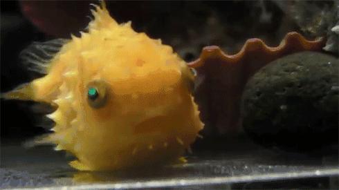 可爱会张嘴的鱼,会打哈欠的动物
